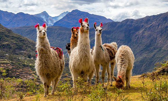 Trop beau ces lamas
